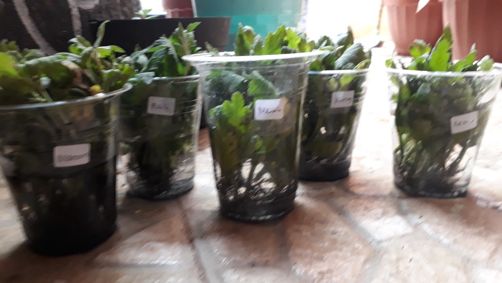 Tanaman Hias Bibit Bunga Krisan Paket 65 Pcs