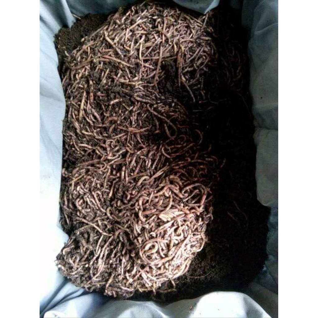 

terlaris Cacing Susu Fosfor