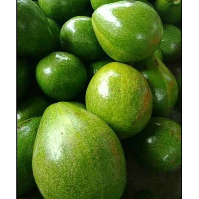 Buah alpukat mentega/avocado jawa tengah