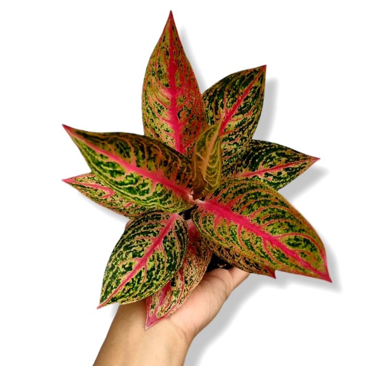 Aglonema Legacy Tanaman Hias Bunga Aglaonema Murah Merah BUKAN bonggol bibit - tanaman hias hidup - 