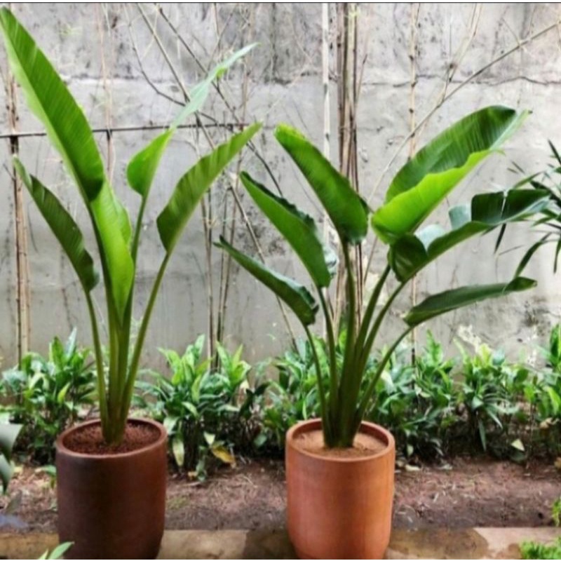 Tanaman Hias Pisang Kipas / pohon pisang kipas / PISANG KIPAS