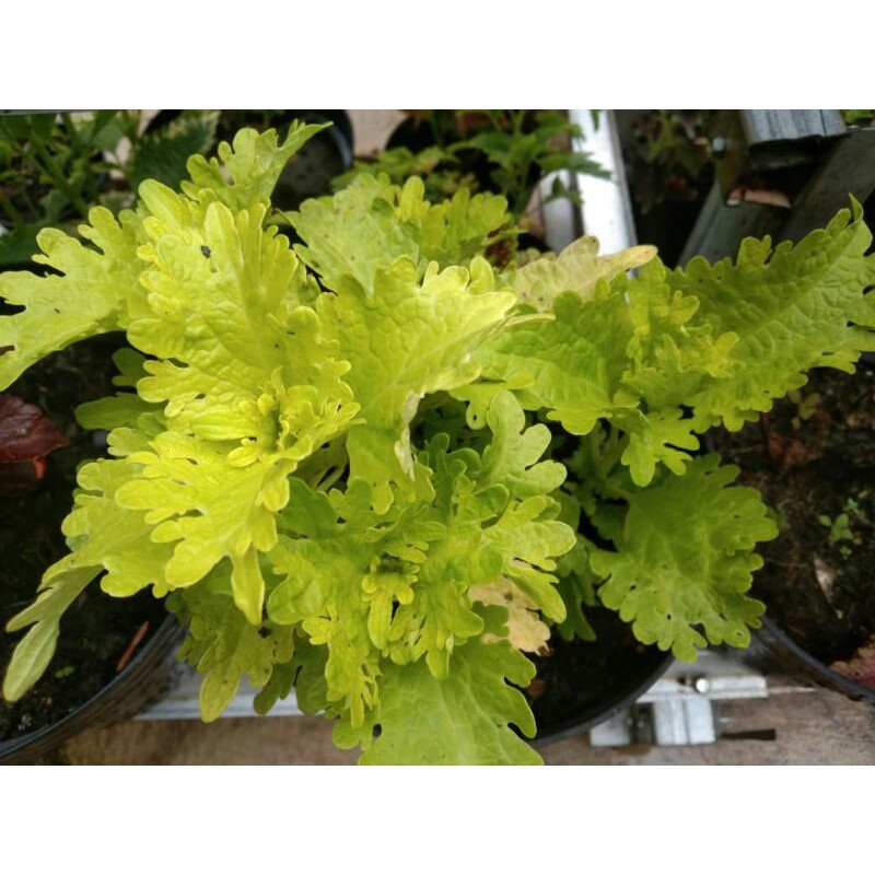 miana#lokal#premium#super#