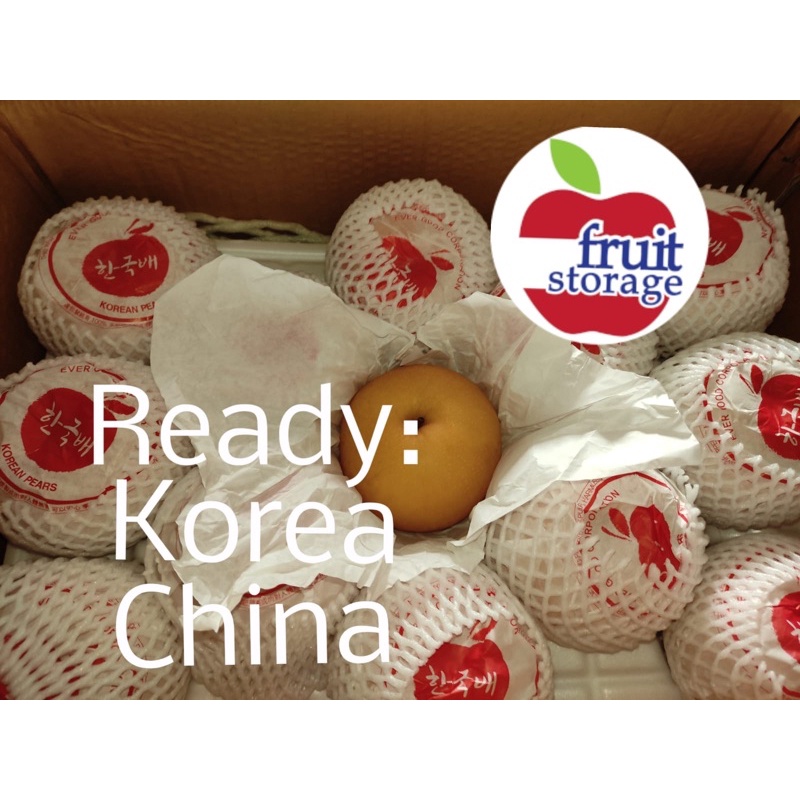 

Pear Singo import fresh buah pear pir Xingao China xin gao cina Sinkao Sin kao singao sin sinkau kau