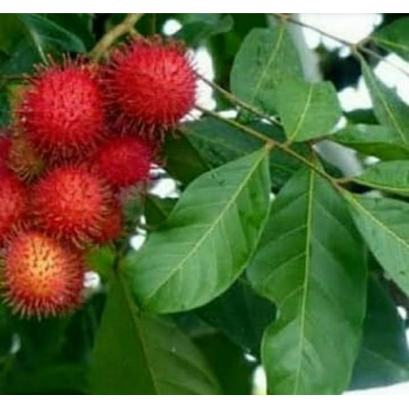 

daun rambutan segar 100 gram