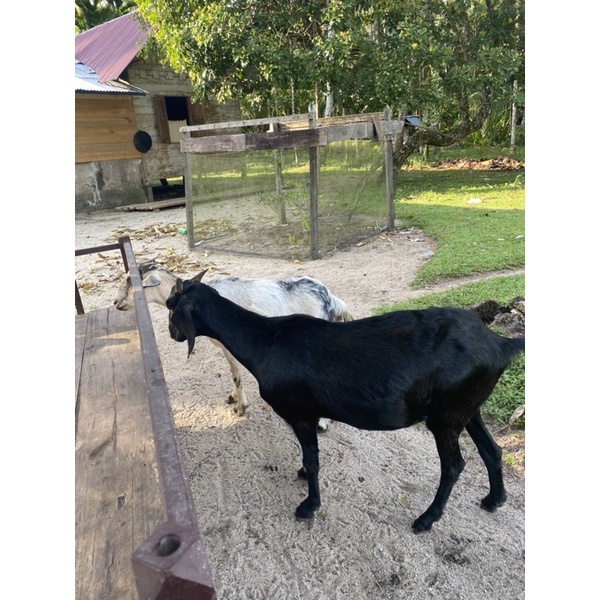 

kambing kampung