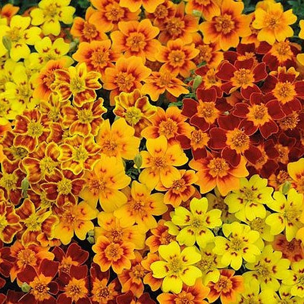 Benih Bibit Biji - Bunga Tagetes tenuifolia Starfire Mixed Flower Seeds