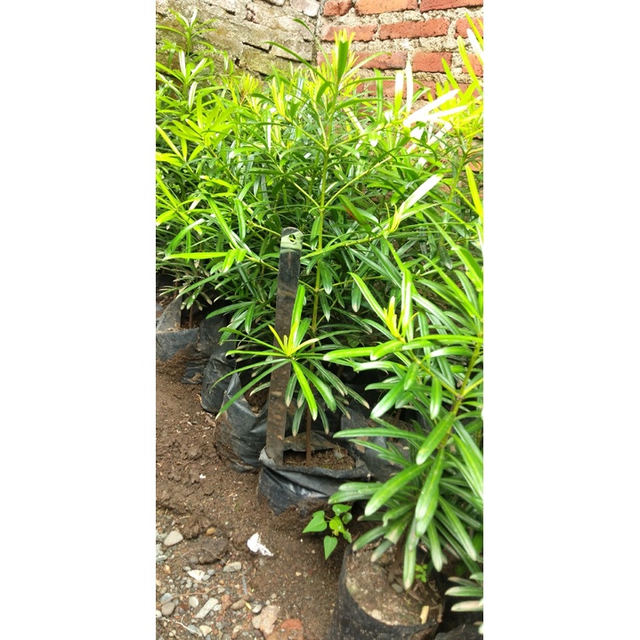 SPESIAL PROMO!! BELI 6 gratis 1 ,BIBIT BONSAI/LOHANSUNG MAWAR