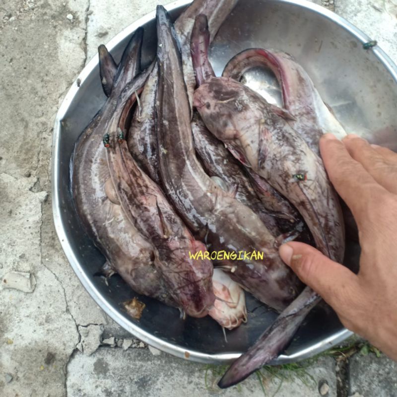 

ikan segar Sembilang karang Sembilang laut 1kg