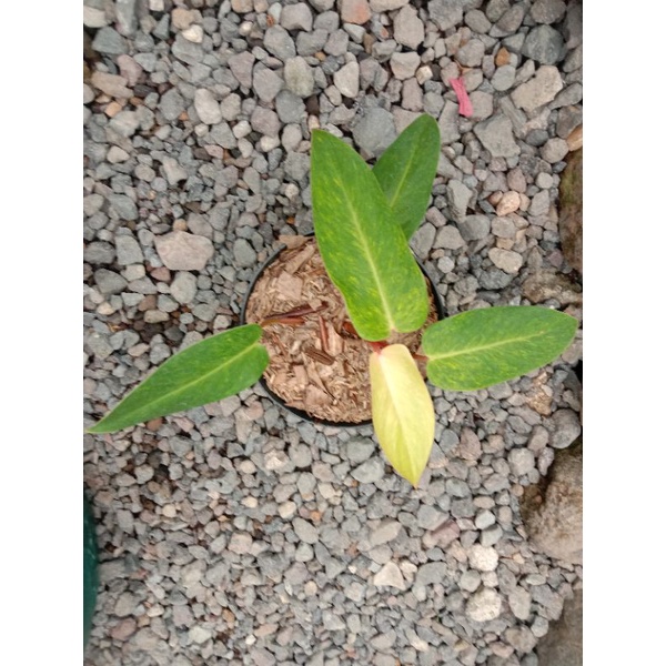 philodendron painted lady