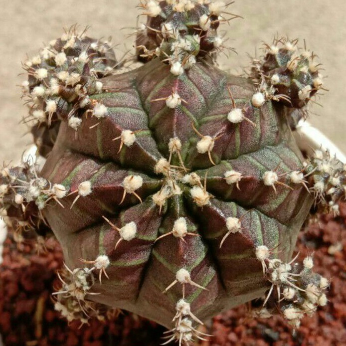 biji benih kaktus Gymno Black Cup