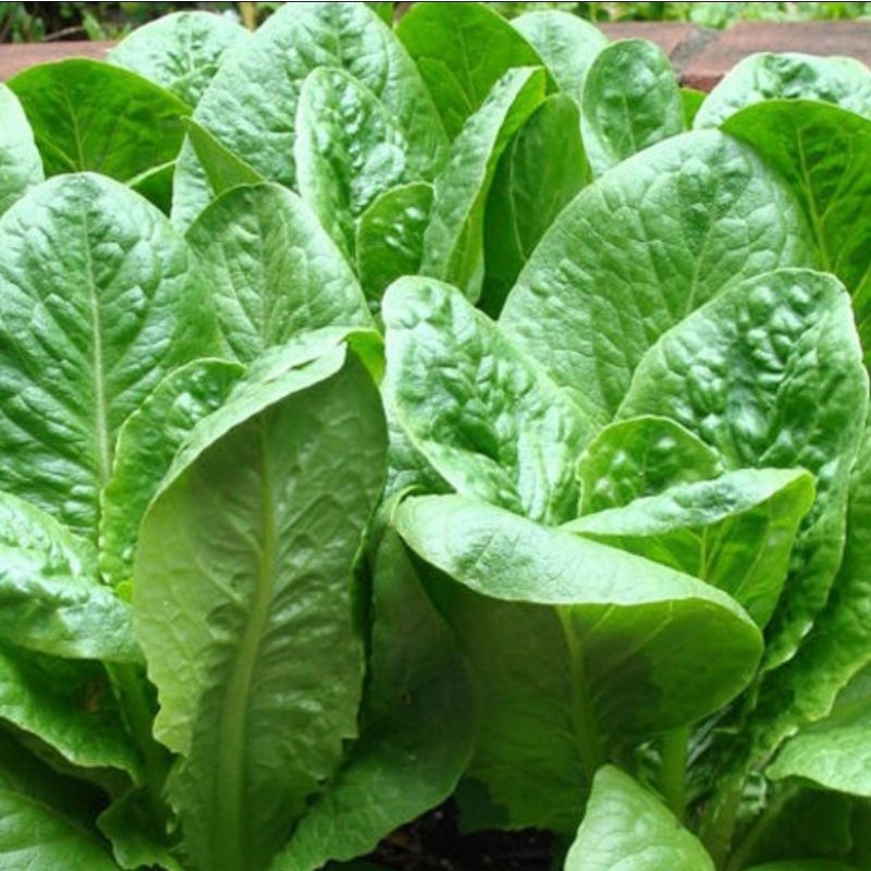 Benih Bibit Green Romaine - Bibit Sayuran
