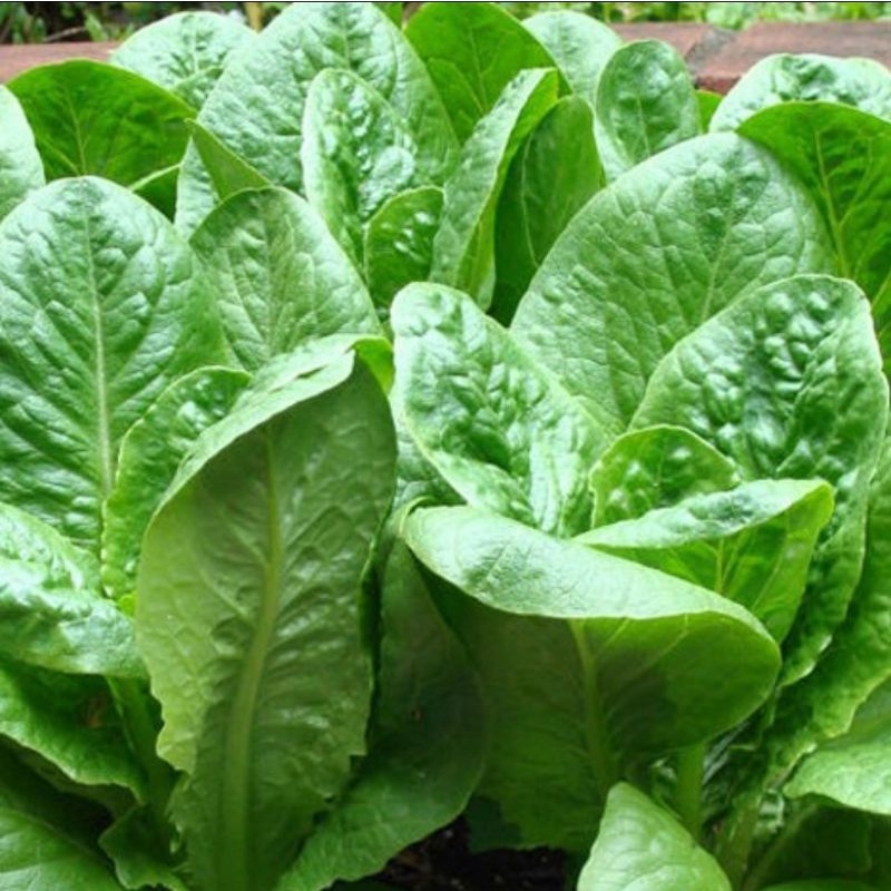 Benih Bibit Green Romaine - Bibit Sayuran