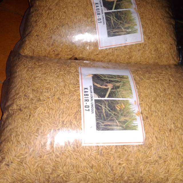 Benih padi kabir 07 aceh dan benih padi Rajasa 01
