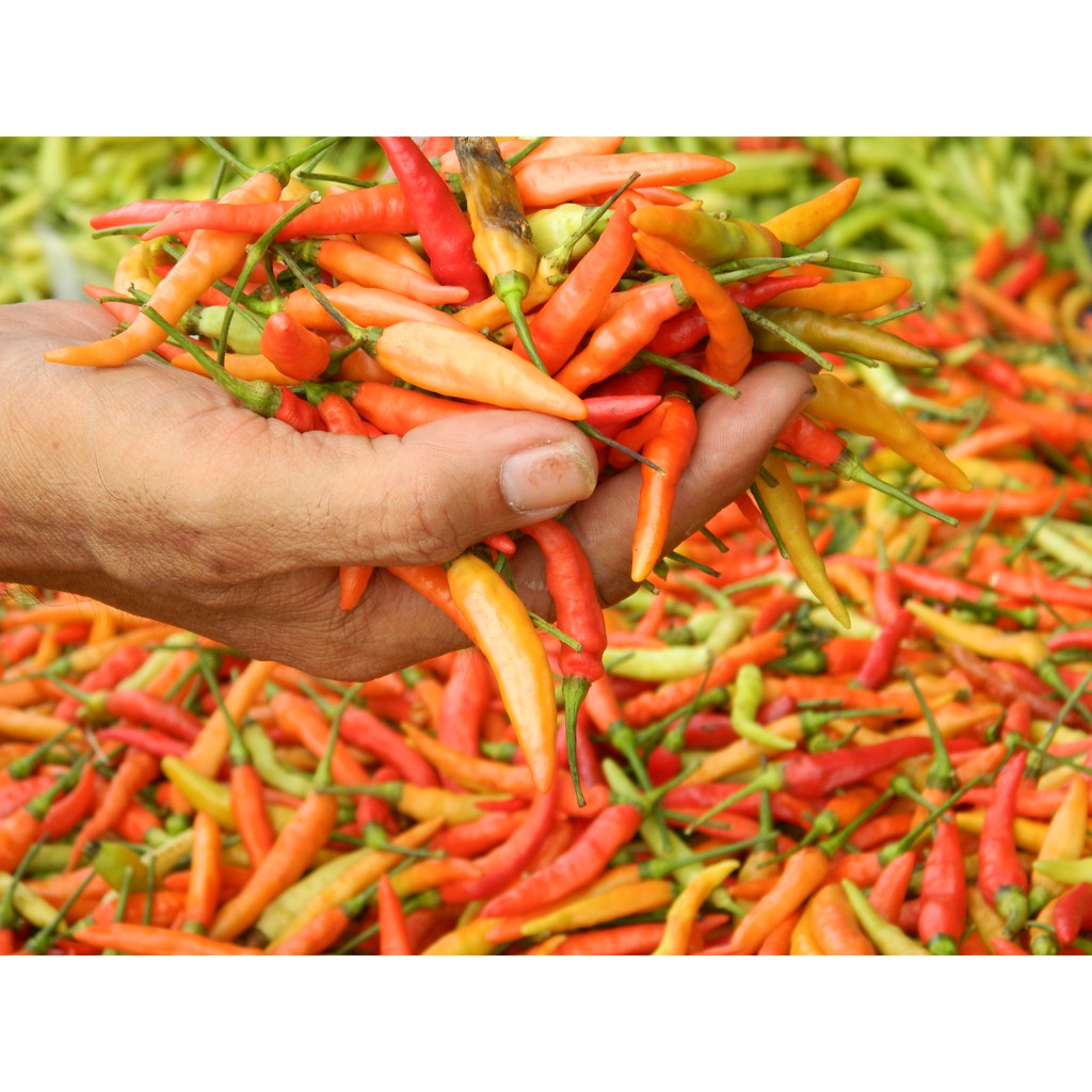 35 Biji Benih Cabe Rawit Setan Cabai Merah Sigantung Bibit Sayuran Unggul Tanaman Sayur Seribuan