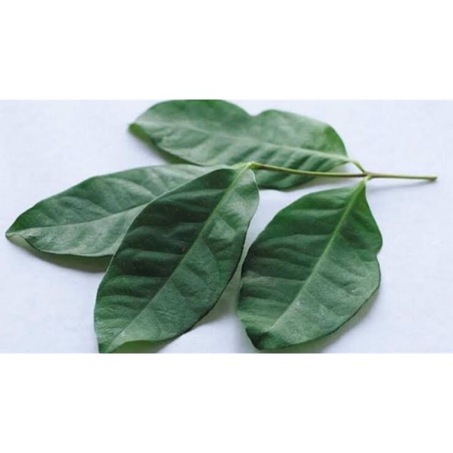 

Daun salam