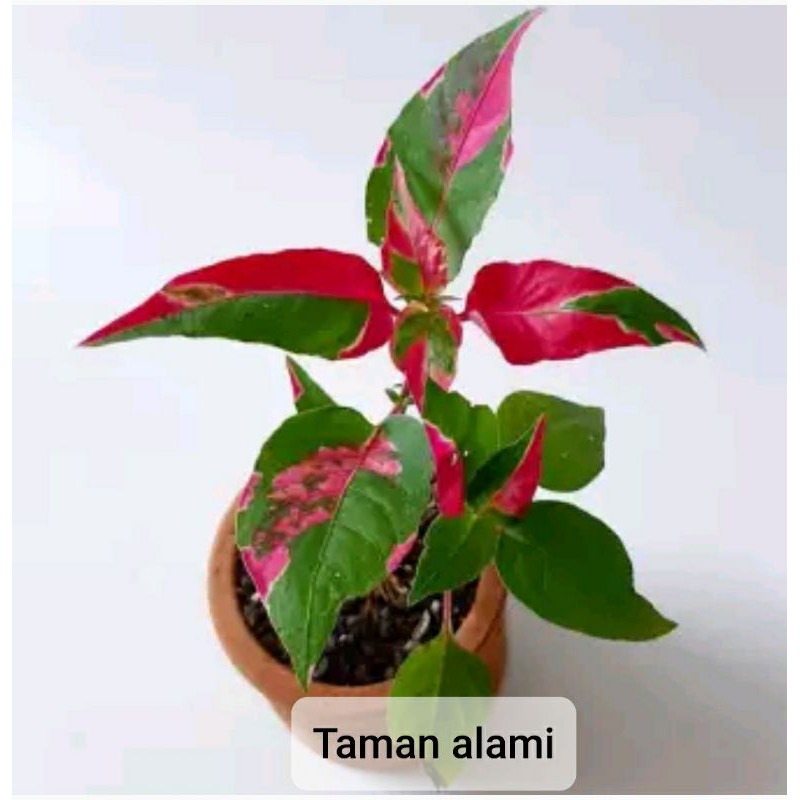 tanaman hias miana pink flash - tanaman alternanthera prty time - tanaman daun pink