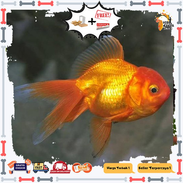IKAN HIAS KOKI ORANDA