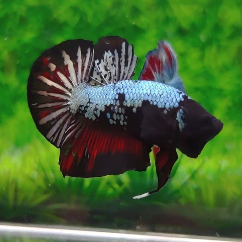 Cupang Avatar Red Gold Cooper Top Grade