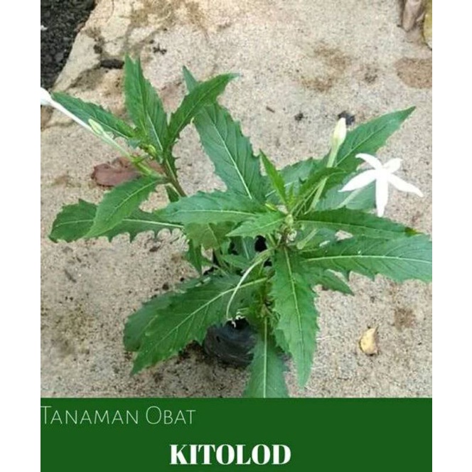 Tanaman Pohon Herbal Kitolot