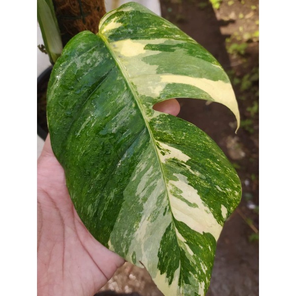 Monstera epiprenum ekor naga variegata JUMBO