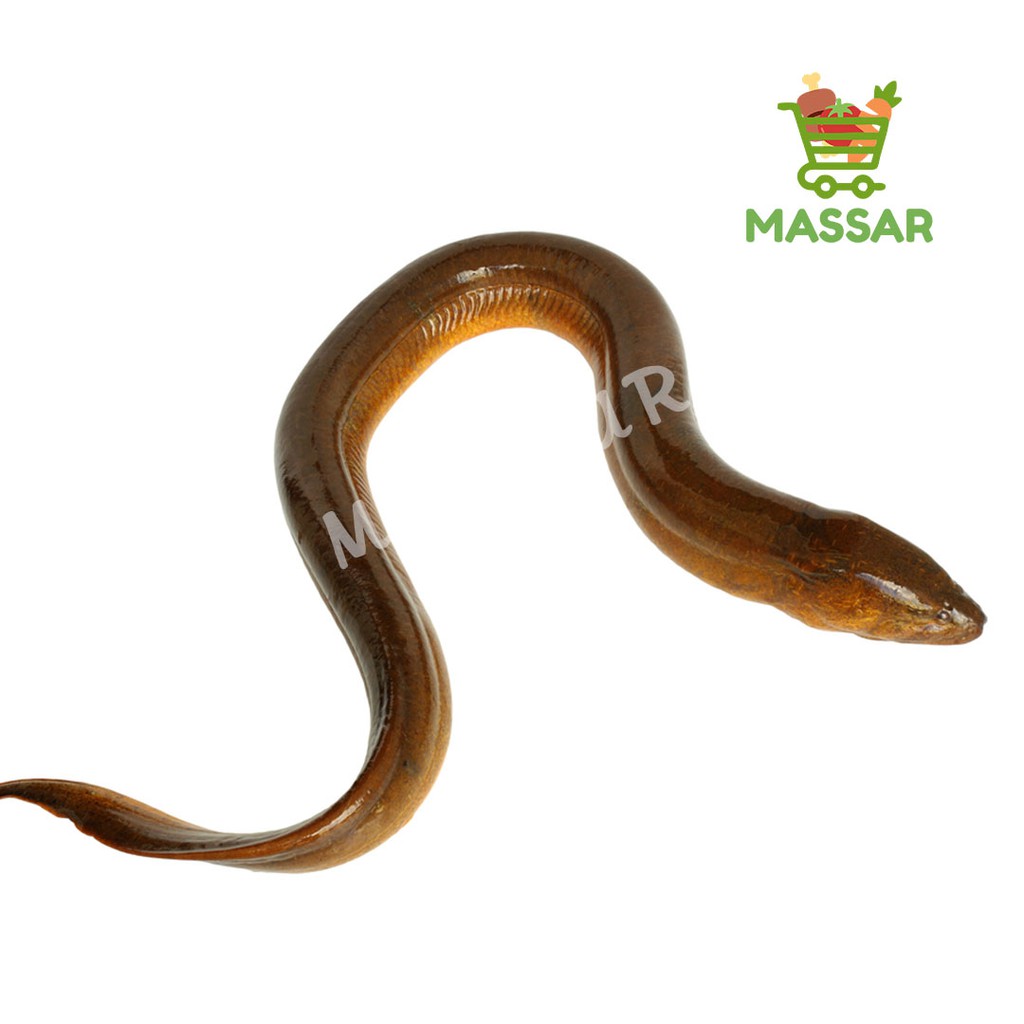 

IKAN BELUT FRESH