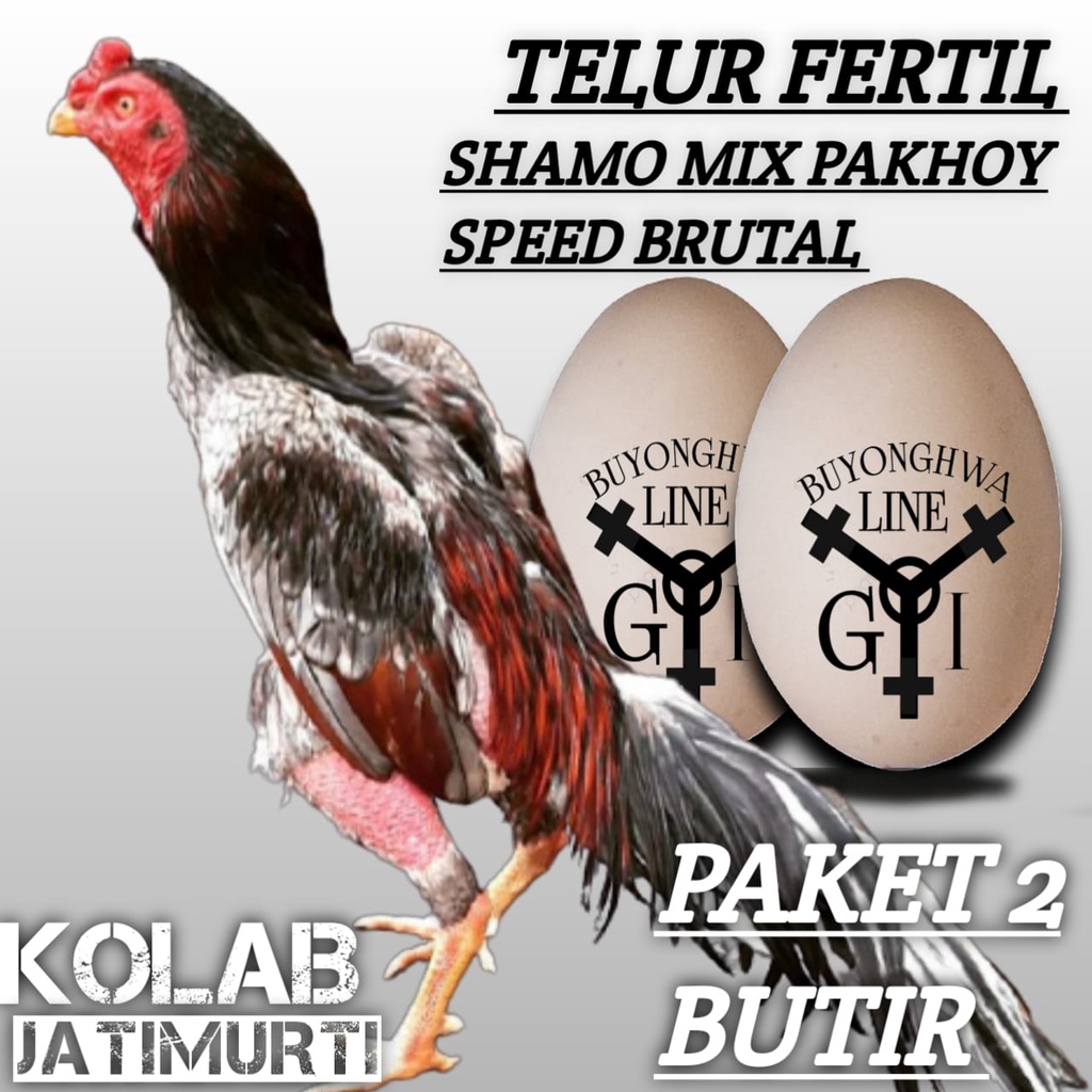 ayam shamo mix pakhoy brutal telur fertil aduan asli