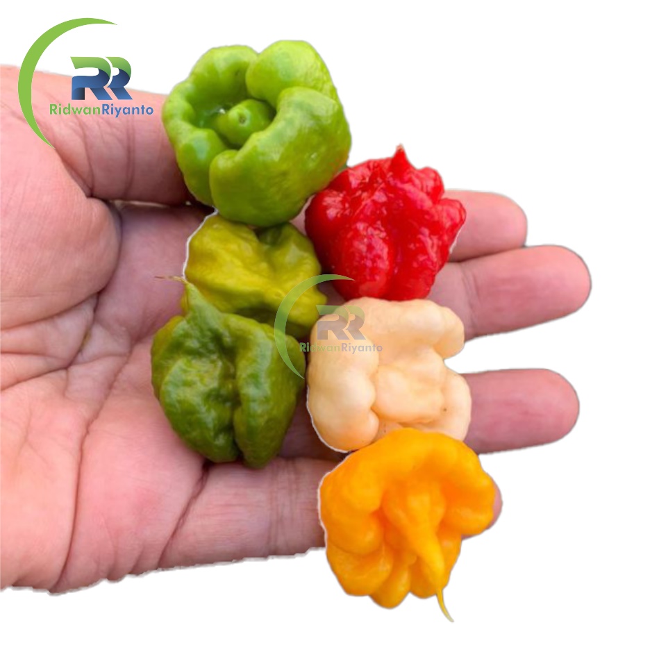 Paket 4c Biji Cabe Carolina Reaper Cabai Terpedas di Dunia Nomor 1 versi The Guinness World Record Benih Tanaman