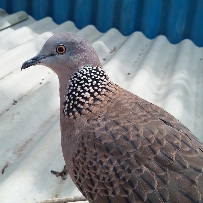 Gambar Burung Derkuku Jantan Dan Betina / Cara Mudah Menjodohkan