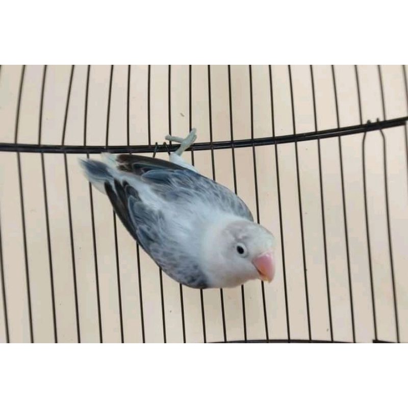 lovebird biola euwing blue ngekek