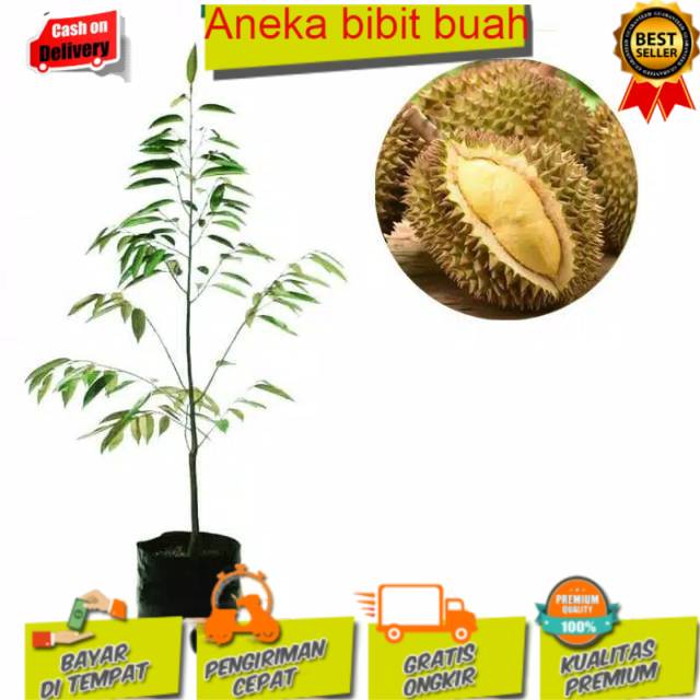 Bibit durian tembaga