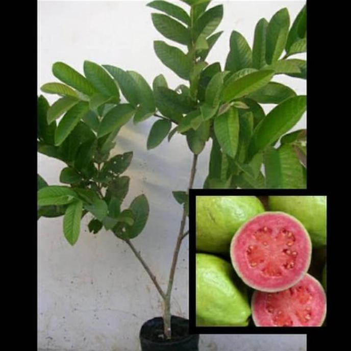 BIBIT TANAMAN BUAH JAMBU MERAH LAPAK TERBAIK