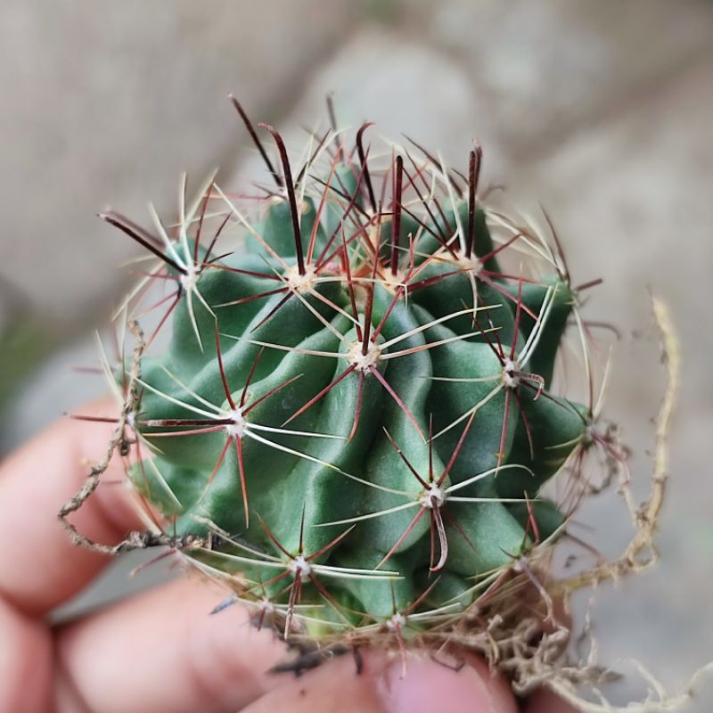 Kaktus Ferocactus Ownroot Murah