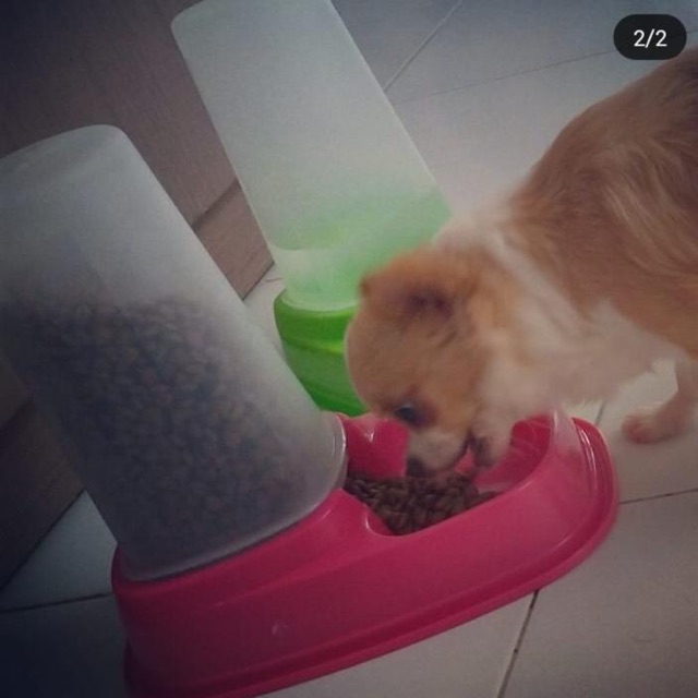 PET BOWL DISPENSER - TEMPAT MAKAN DISPENSER ANJING KUCING 1.5ML