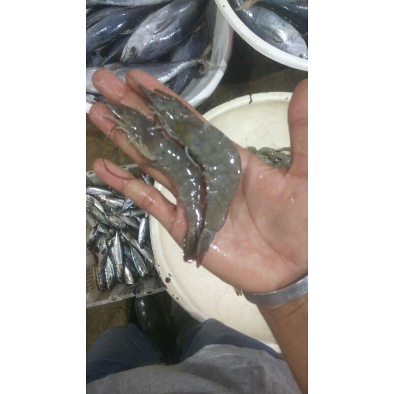

UDANG VANAME AK 40-50