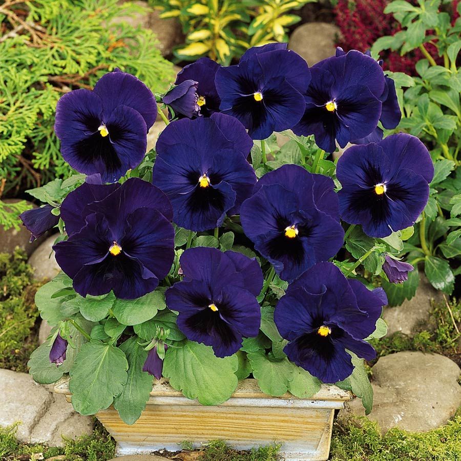 Benih Bibit Biji - Bunga Pansy Swiss Giant Ulsswater Deep Blue Flower Seeds - IMPORT