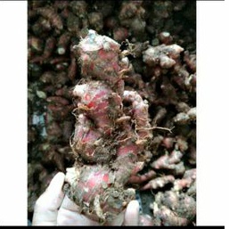 Jahe Merah Segar, Jahe Merah