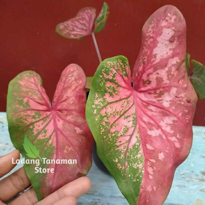 caladium hybride/caladium thailand/keladi baret thailand