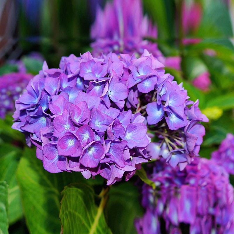  BUNGA HORTENSIA  HYDRANGEA BOKOR BRONDONG ASLI UNGU 