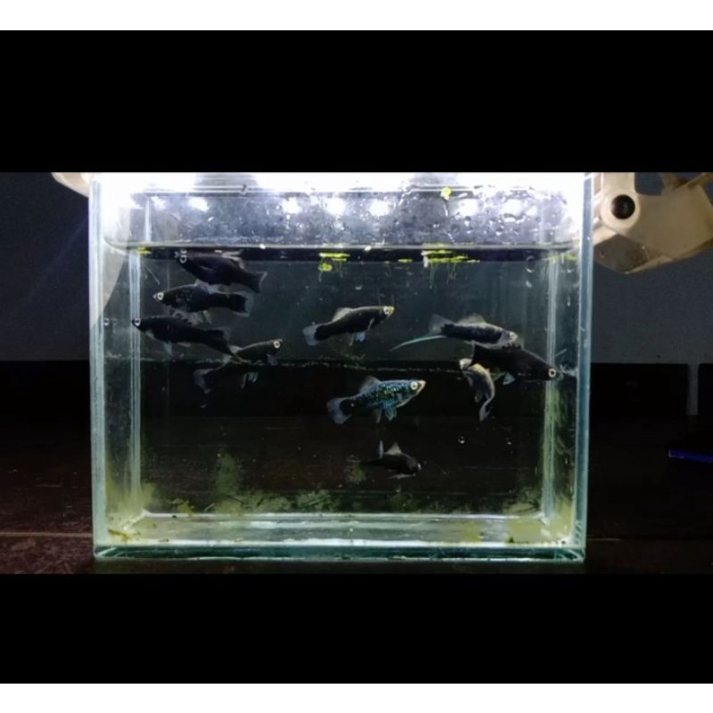 Ikan Platy Hamburg