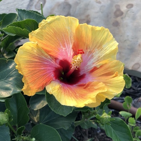 Benih HIBISCUS YELLOW Kembang Sepatu - Biji Bibit Bunga