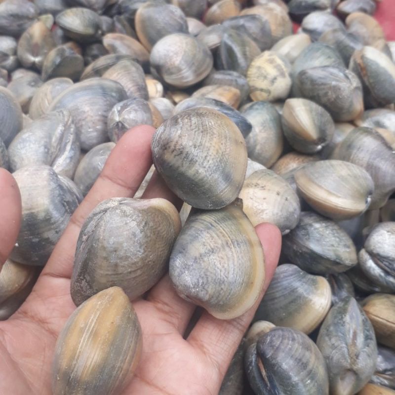 

Kerang Madu Fresh 1kg