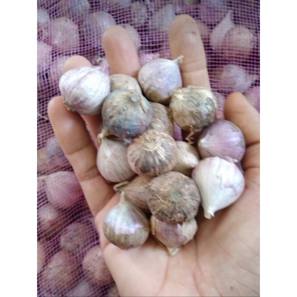 

Bawang putih tunggal 500gram