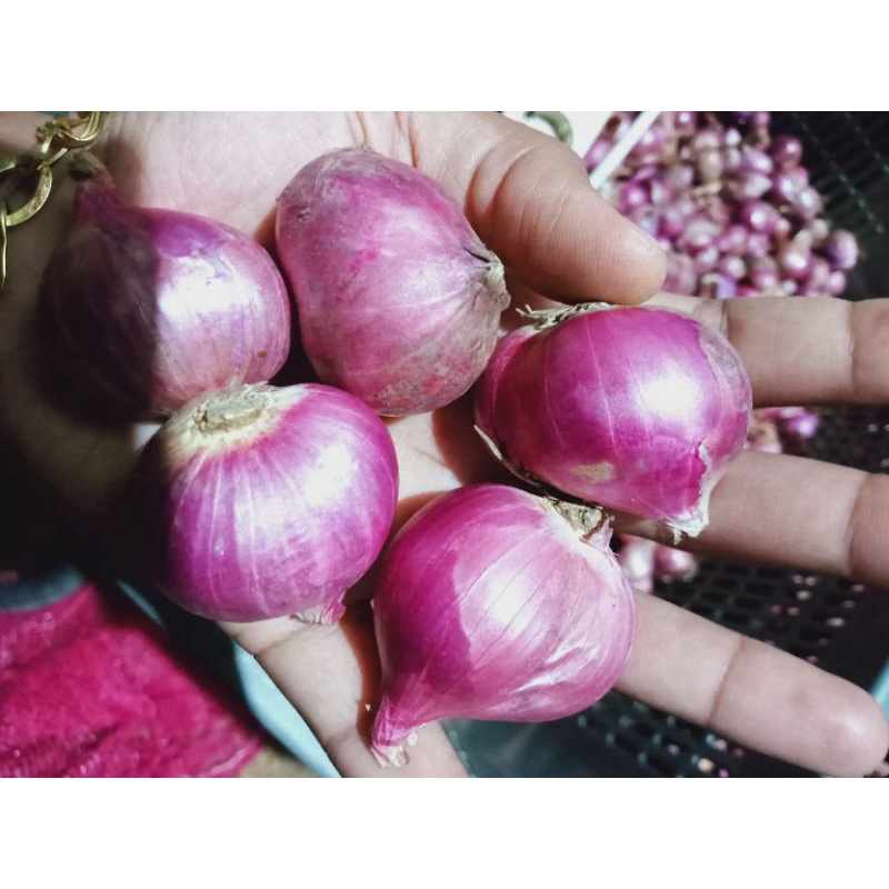 

Bawang merah brebes