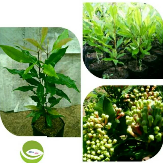 Bibit Tanaman Buah Cengkeh Zanzibar/Pohon Cengkeh Zanzibar