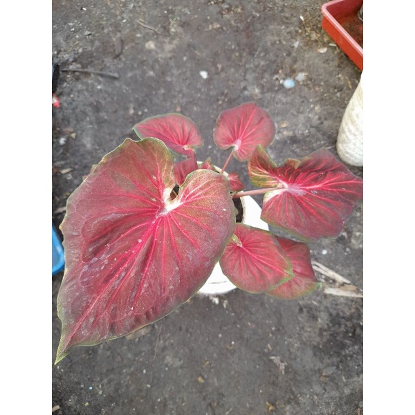CALADIUM HYBRID ~ keladi hybrid daun ganda