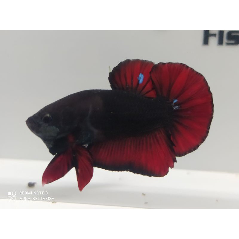 CUPANG AVATAR VAMPIR/BLACK SERIES (real pict)