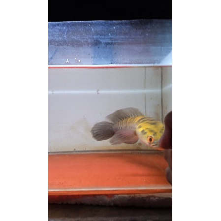 Channa yellow Sentarum