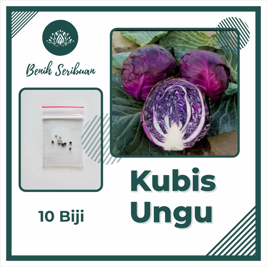 10 Bibit Kol Kubis Ungu F1 Hibrida Scarlet Benih Sayuran Cabbage Tanaman Sayur Known You Seed