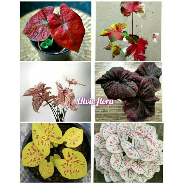 6 paket umbi caladium thailand keladi hias