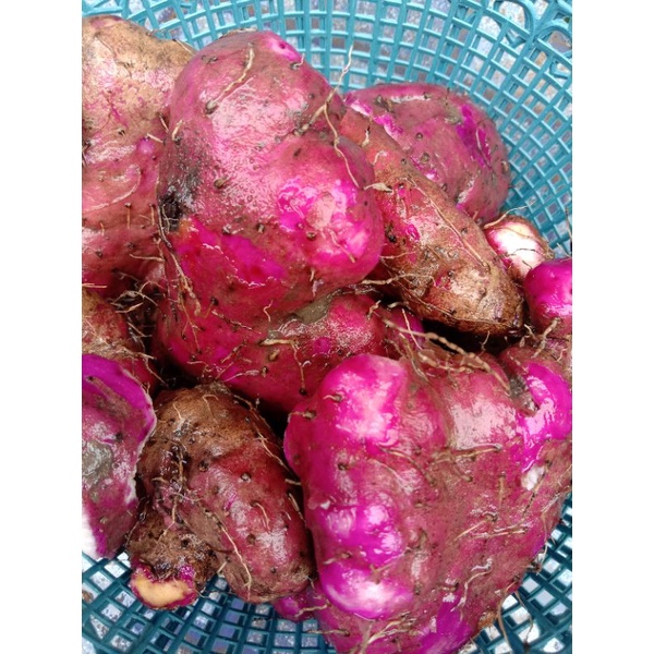 

Uwi ungu segar 1 kg